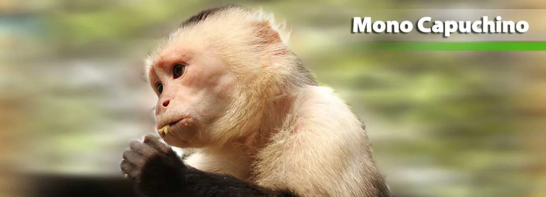 Fundación Zoológico Santacruz