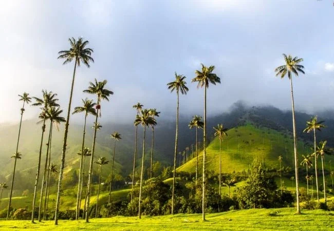 Valle de Cocora · Paisaje de palmas de cera
